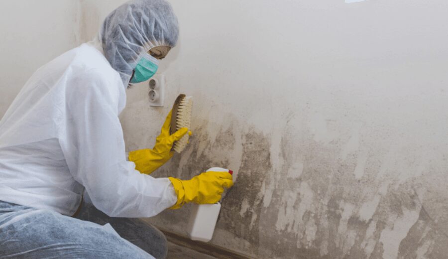 Technician treating mold growth on a wall